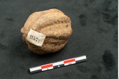 Foto (Seitenansicht) von Plantae indet.  (NHMW-GEO-2024-0188-11572)